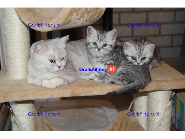 Britse Korthaar/Scottish Fold Blauw en Lilac kitten €  Whatsapp-nummer: +32 460224753