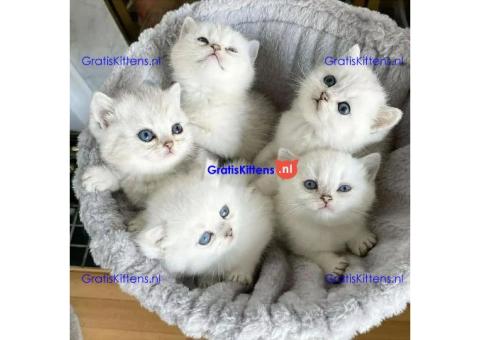 Ragdoll kitten