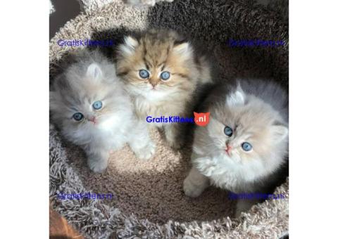 schattige charmante Perzische kitten