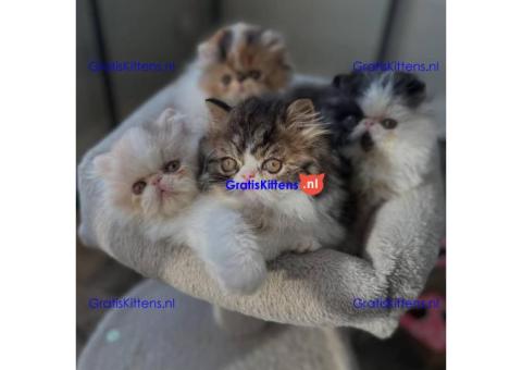 Perzische kitten beschikbaar