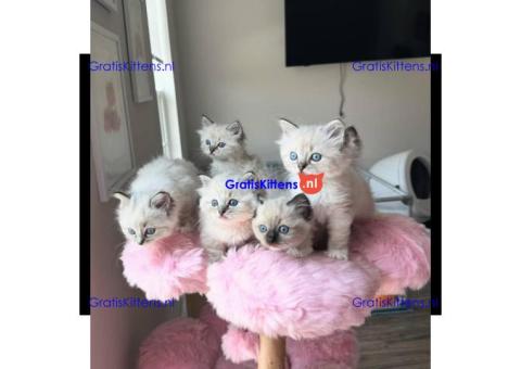 schattige en adorabele kitten te adoptie