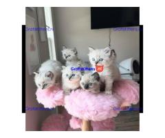 schattige en adorabele kitten te adoptie