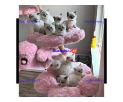 schattige en adorabele kitten te adoptie