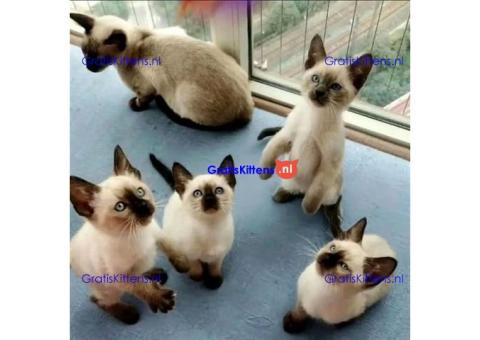 mooie Siamees kattentjes