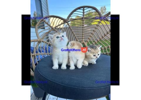 prachtige Schotse vouwoorkat kitten
