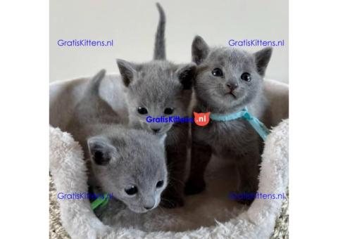 Prachtige blauwe Russische kitten