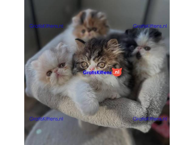 Perzische kittens te adoptie