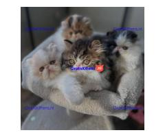 Perzische kittens te adoptie