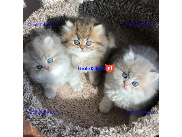 Perzische kittens te adoptie