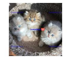 Perzische kittens te adoptie
