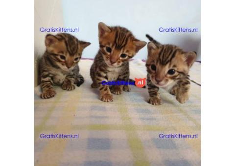Schattige Bengaalse kittens beschikbaar voor adoptie