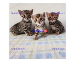 Schattige Bengaalse kittens beschikbaar voor adoptie