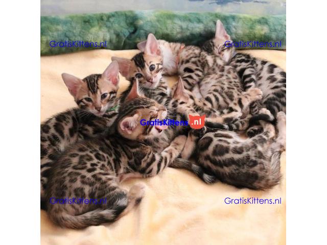 Bengaalse kittens te adoptie