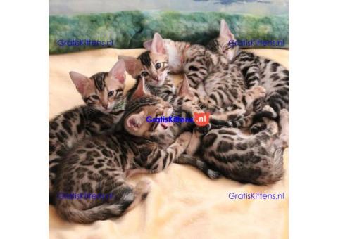 Bengaalse kittens te adoptie