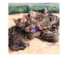 Bengaalse kittens te adoptie
