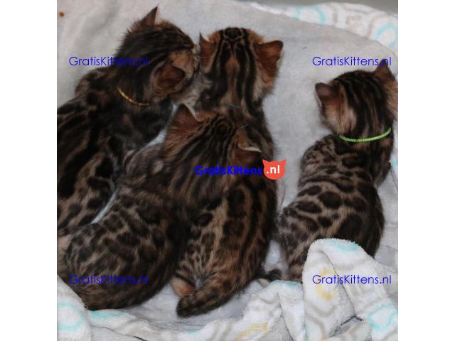 Bengaalse kittens te adoptie
