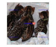 Bengaalse kittens te adoptie