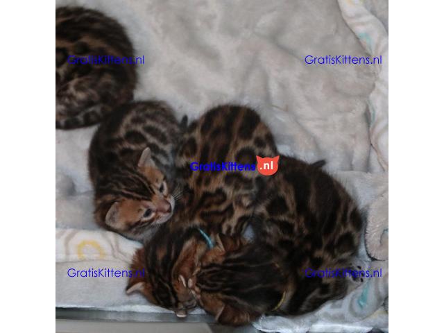 Bengaalse kittens te adoptie