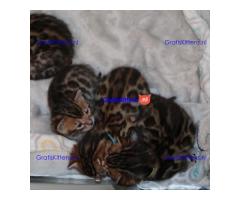 Bengaalse kittens te adoptie
