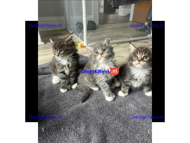 Vriendelijke Maine Coon kittens te adopteren.