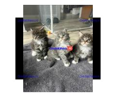 Vriendelijke Maine Coon kittens te adopteren.