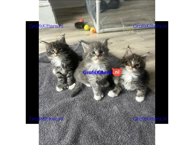 Vriendelijke Maine Coon kittens te adopteren.