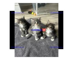 Vriendelijke Maine Coon kittens te adopteren.