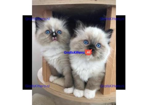 Ragdoll-kittens te adopteren