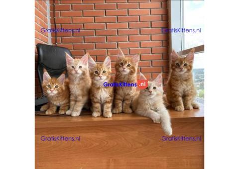 Schattige Maine Coon kittens te adopteren