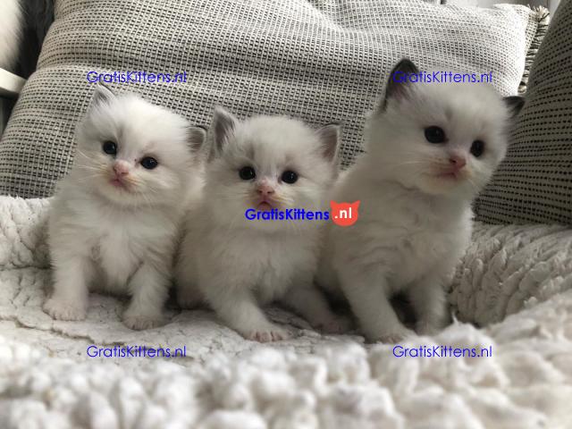 Schattige en charmante Ragdoll kittens