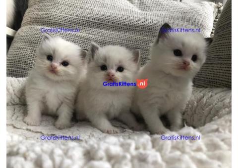 Schattige en charmante Ragdoll kittens