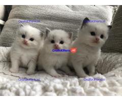Schattige en charmante Ragdoll kittens