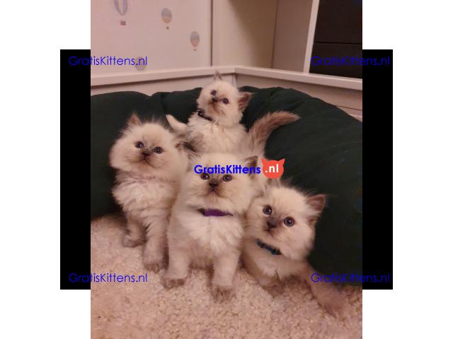 Schattige en charmante Ragdoll kittens