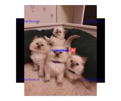 Schattige en charmante Ragdoll kittens