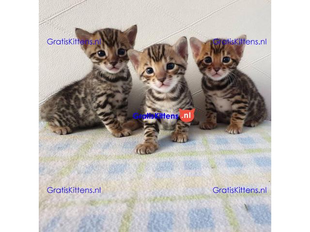 Intelligente Bengaalse kittens te adopteren