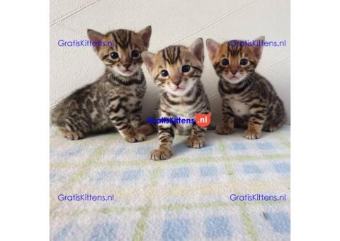 Intelligente Bengaalse kittens te adopteren