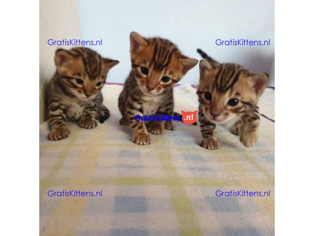 Intelligente Bengaalse kittens te adopteren