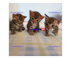 Intelligente Bengaalse kittens te adopteren