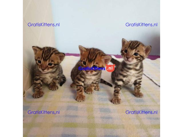 Intelligente Bengaalse kittens te adopteren