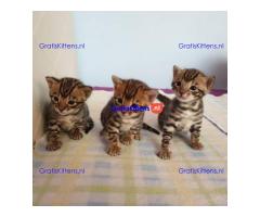 Intelligente Bengaalse kittens te adopteren