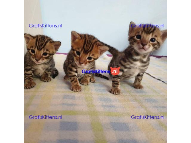 Intelligente Bengaalse kittens te adopteren