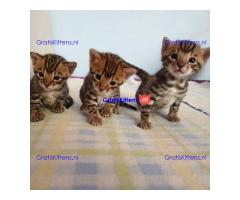 Intelligente Bengaalse kittens te adopteren