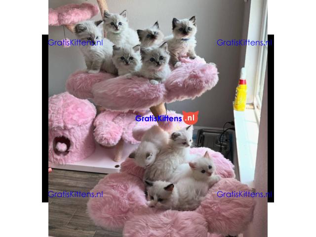 Schattige en charmante Ragdoll kittens