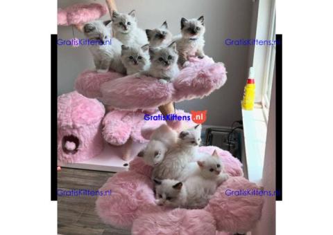 Schattige en charmante Ragdoll kittens