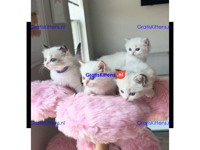 Schattige en charmante Ragdoll kittens