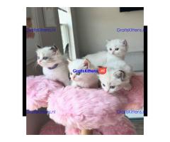 Schattige en charmante Ragdoll kittens