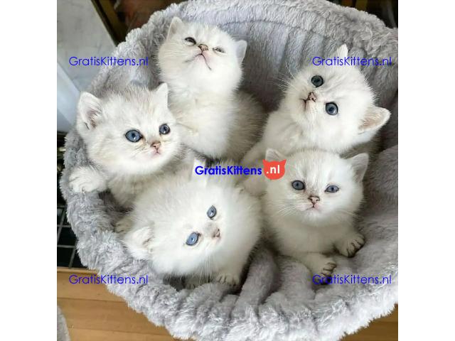 Schattige en charmante Ragdoll kittens