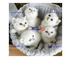 Schattige en charmante Ragdoll kittens