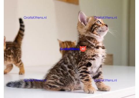 Goed opgevoede Bengaalse kittens