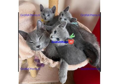Blauwe Russische kittens te adoptie ...